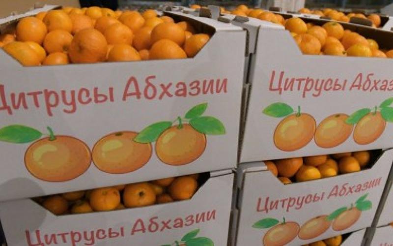 الحمضيات في جمهورية أبخازيا .